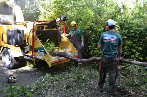 tree services Oakwood